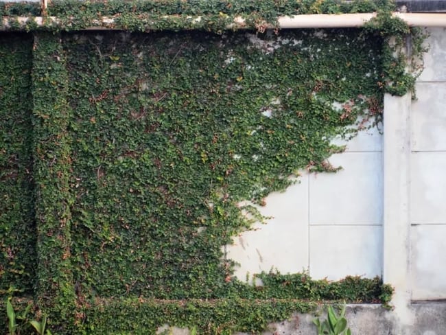 9 muro com planta hera Terra