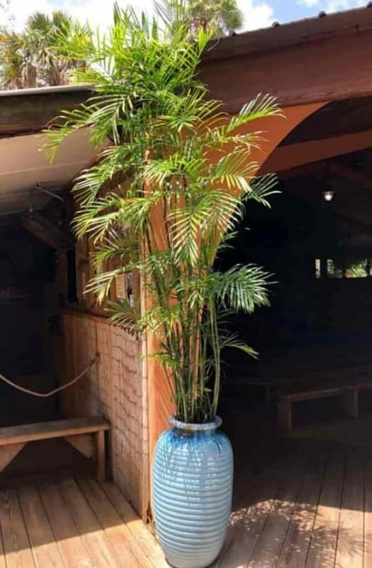 vasos para palmeiras