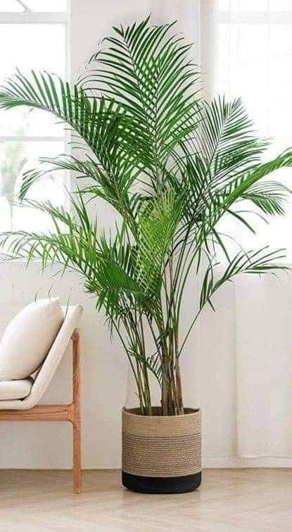 vaso para palmeira