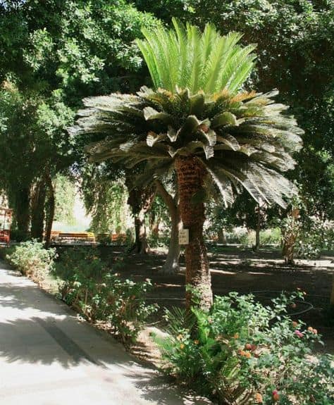 Palmeira Cica como plantar em jardins