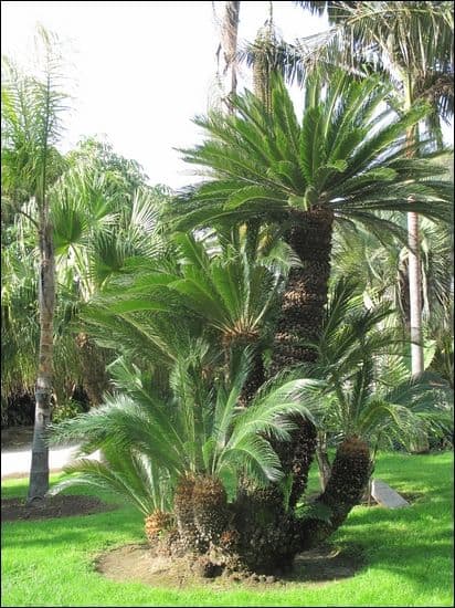 Palmeira Cica em jardim