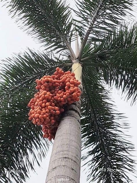 Palmeira Rabo de Raposa com frutos