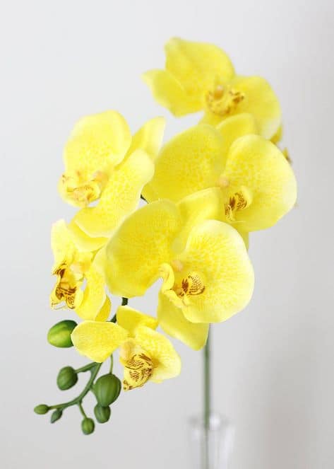 bela orquidea