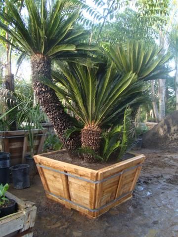 como plantar Palmeira Cica