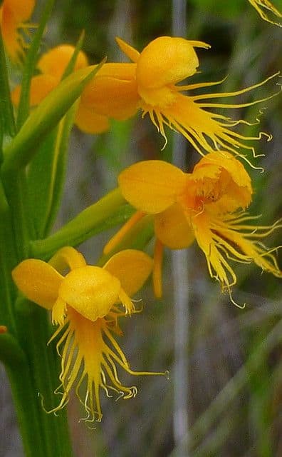 linda orquidea amarela 1