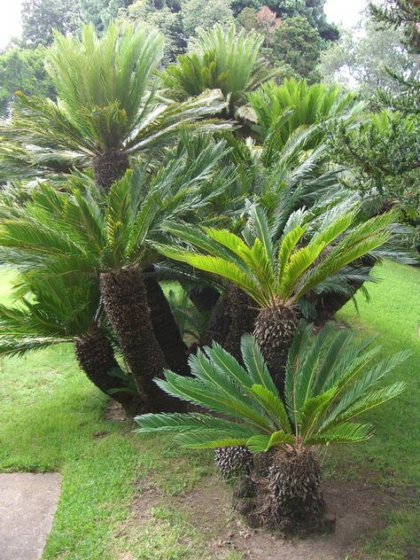 lindas palmeiras cica
