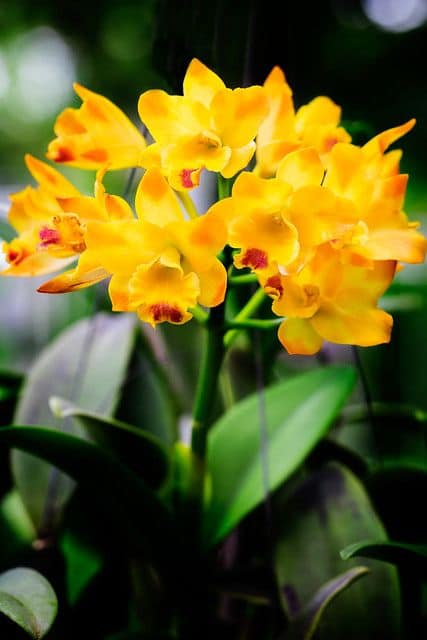 orquidea amarela bonita