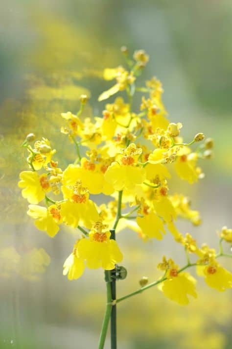 orquidea amarela dicas