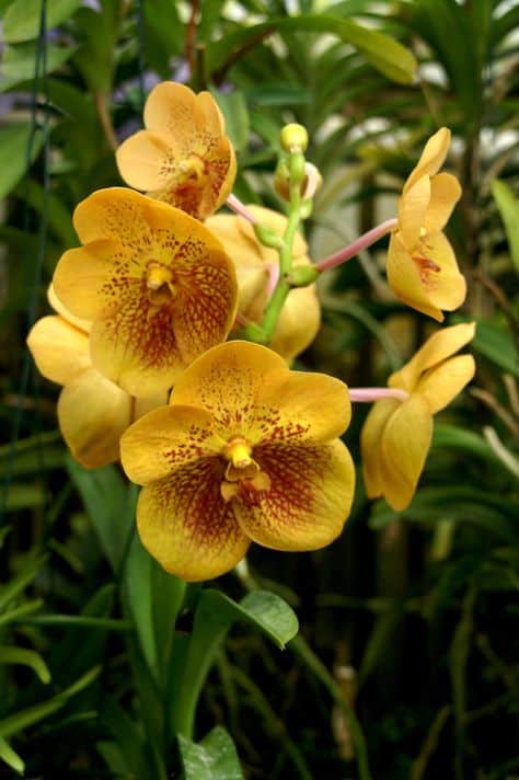 orquidea amarela linda