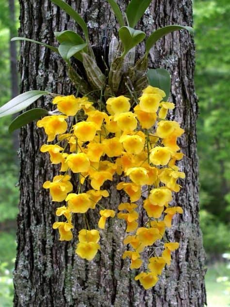 orquidea amarela