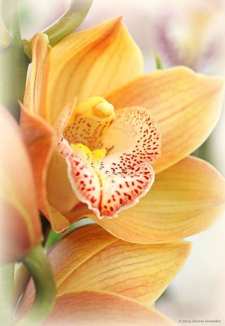 orquidea creme