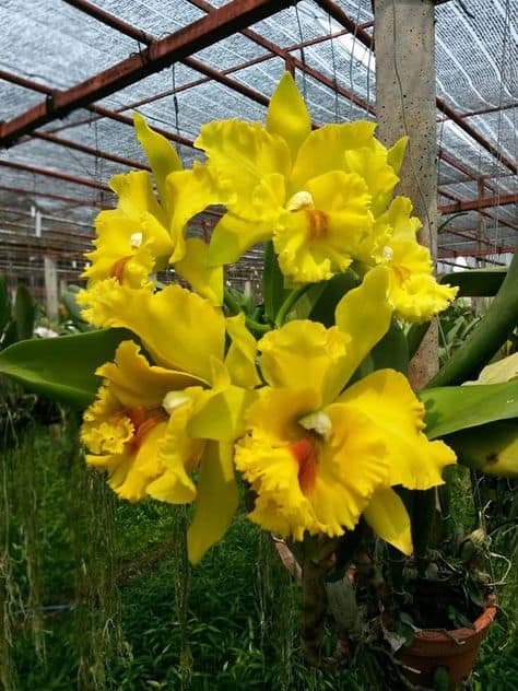orquidea linda