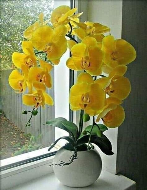 orquidea no vaso