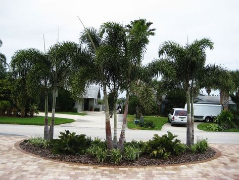 paisagismo com palmeiras