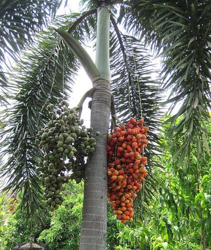 palmeira com frutos