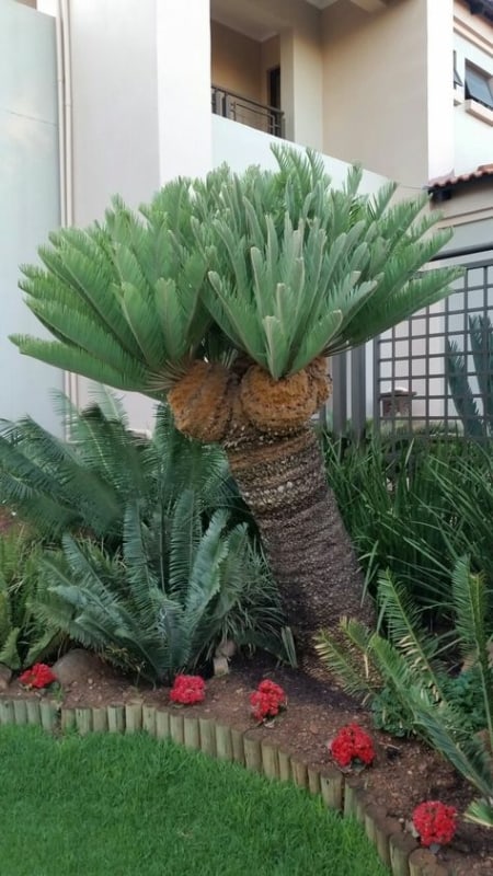 palmeira sagu