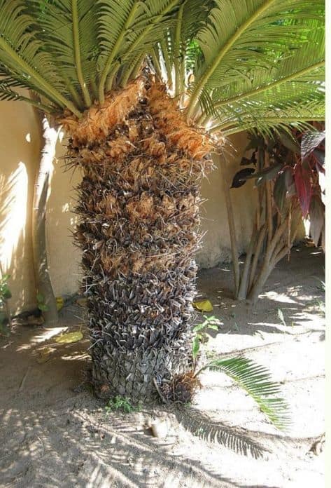 tronco da Palmeira Cica