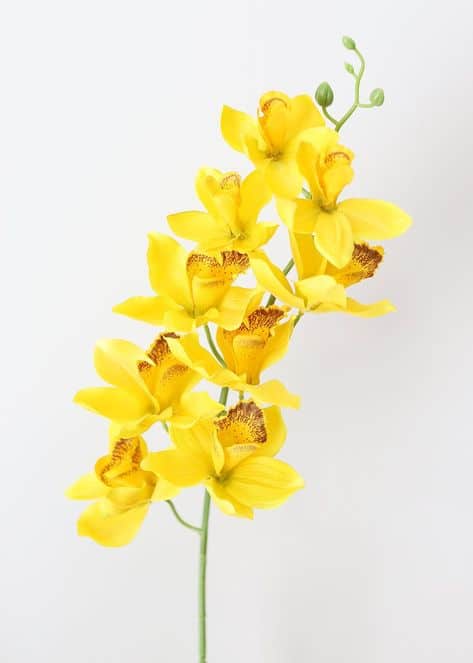 yellow orchid 1