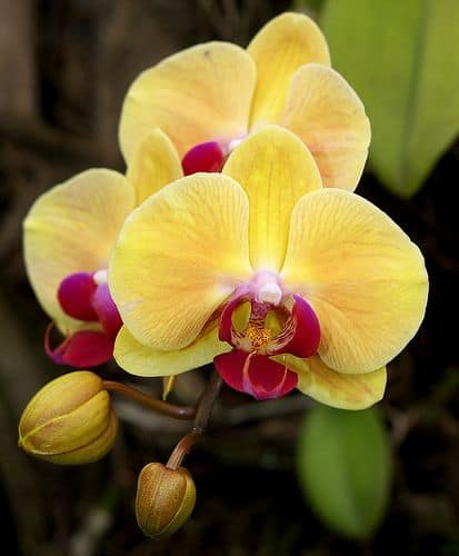 yellow orchid