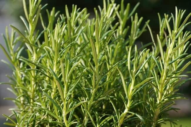 1 especie de planta feng shui Pinterest
