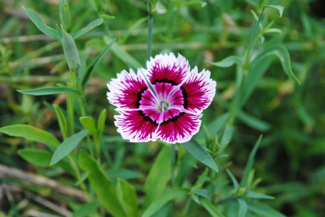 1 flor de cravina Wikipedia