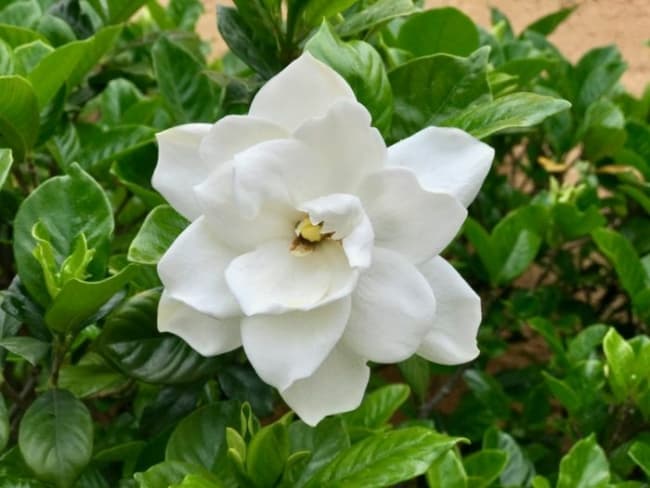 1 flor de gardenia branca Sitio da Mata