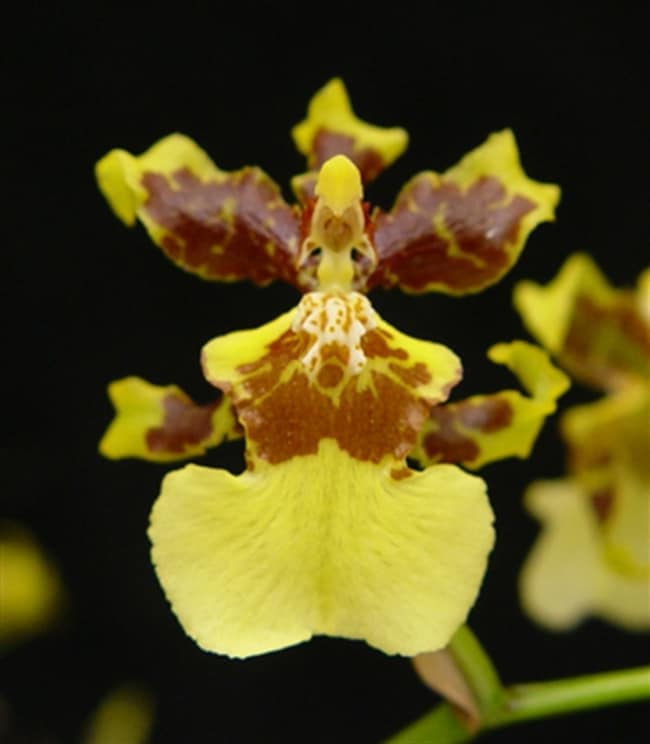 1 tipo de orquidea chuva de ouro OrchidWeb