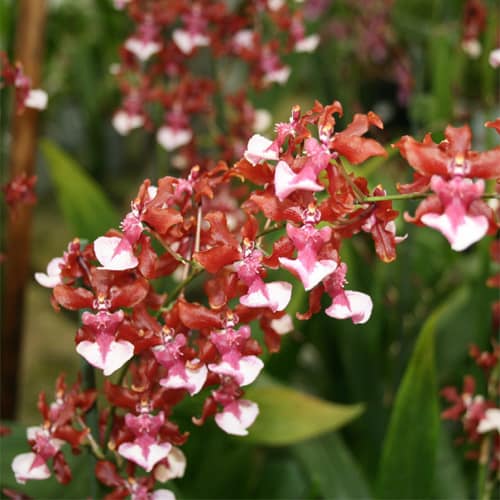 10 especie de orquidea oncidium Zynah Orchids