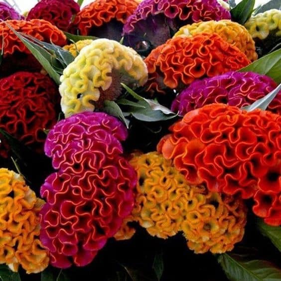 11 flores coloridas de crista de galo Pinterest