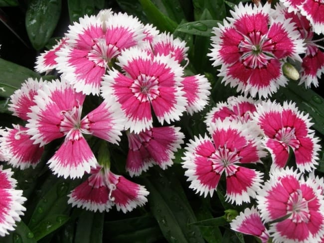 11 flores de cravina rosa e branca Blog das Flores