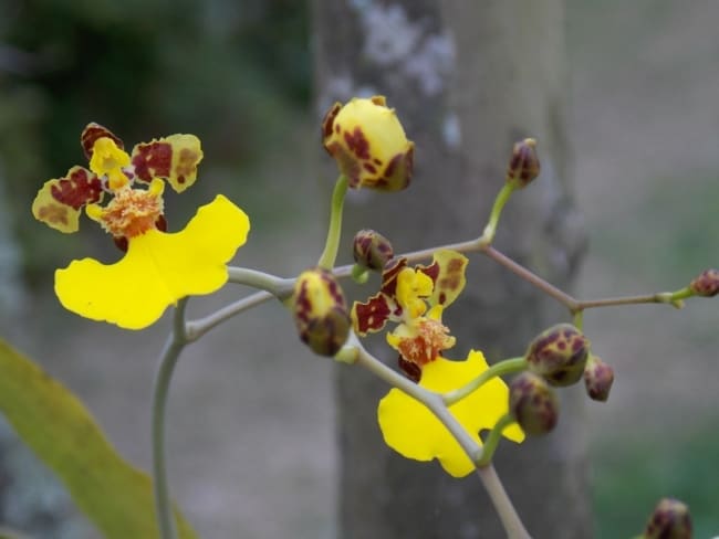 11 orquidea amarela oncidium Travaldos blog