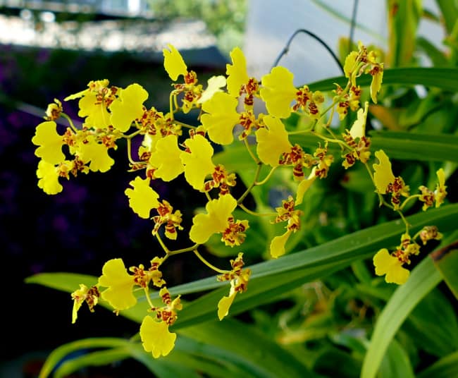 12 especie de orquidea Oncidium flexuosum Pinterest