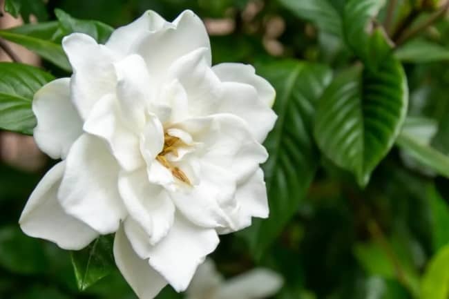 12 flor branca de gardenia Petal Republic