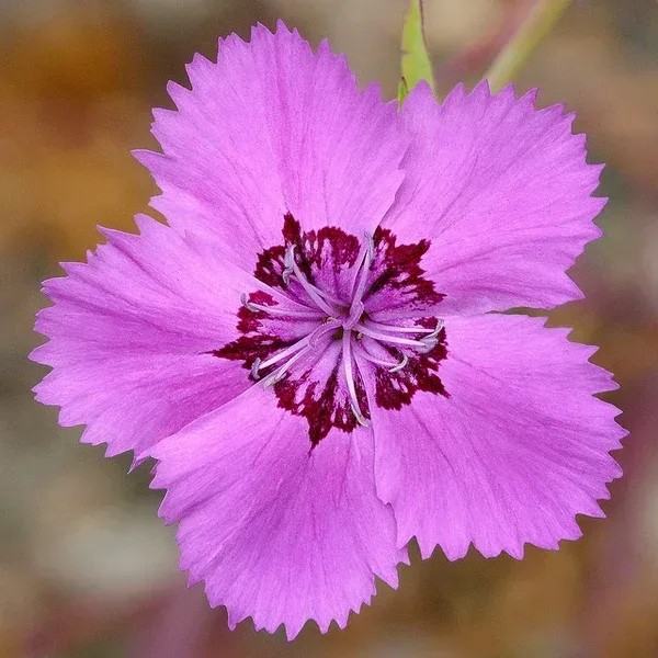 12 flor de petalas serrilhadas House Plants Expert