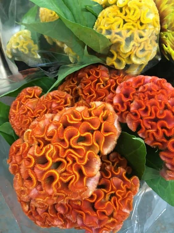 12 flores crista de galo laranja e amarelo Pinterest