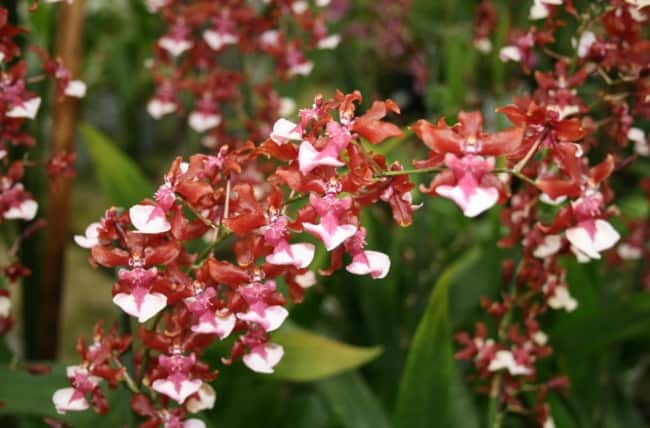 12 orquidea chocolate com flores Pinterest
