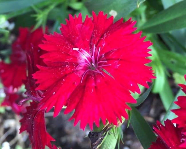 13 flor vermelha de cravina GardensOnline