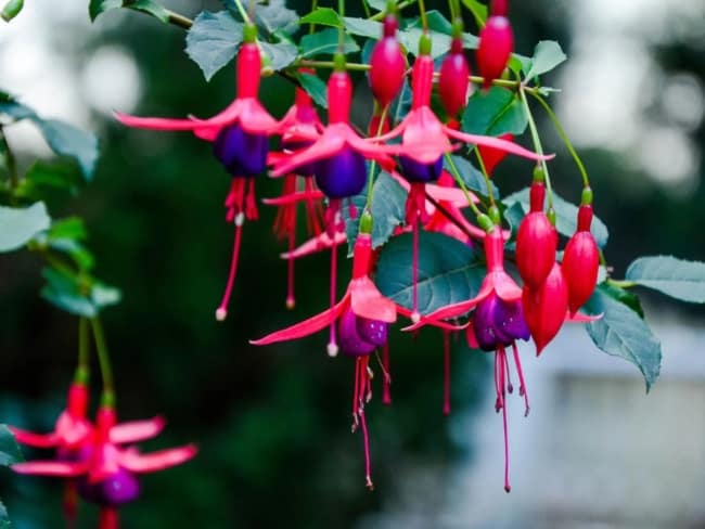 13 flores coloridas de brinco de princesa Gardening Know How