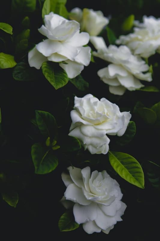 13 gardenia branca Unsplash