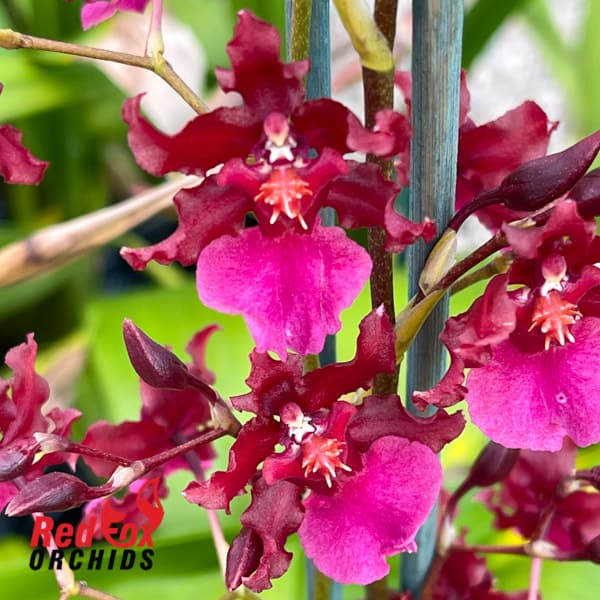 13 orquidea chocolate avermelhada Red Fox Orchids