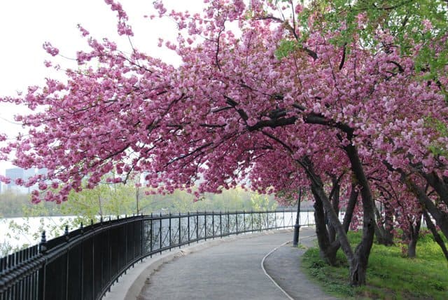 14 arvore cerejeira Central Park