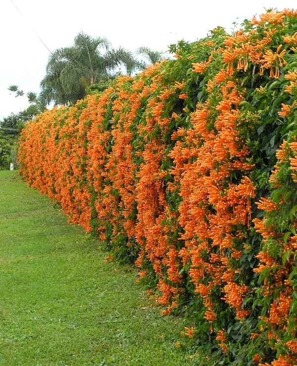 14 cerca viva de flores brasileiras Jardim Botanico Municipal de Bauru