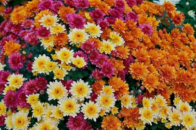 14 especie de flor facil de cultivar Casa e Jardim