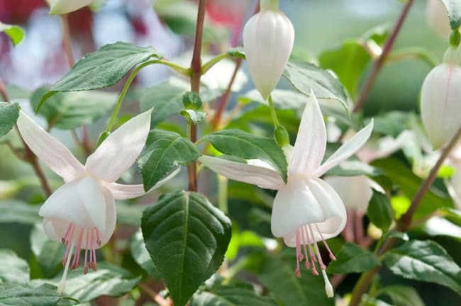 14 flor branca brinco de princesa Gardenia