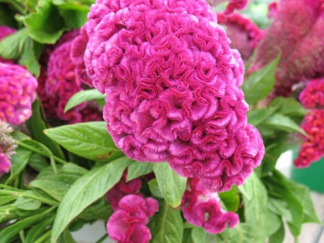 14 flor pink crista de galo Pinterest