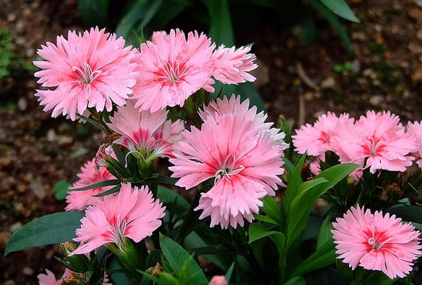 14 flores de cravina rosa claro PlantaSonya