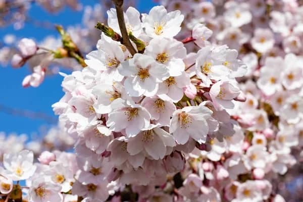 15 flor de cerejeira Depositphotos