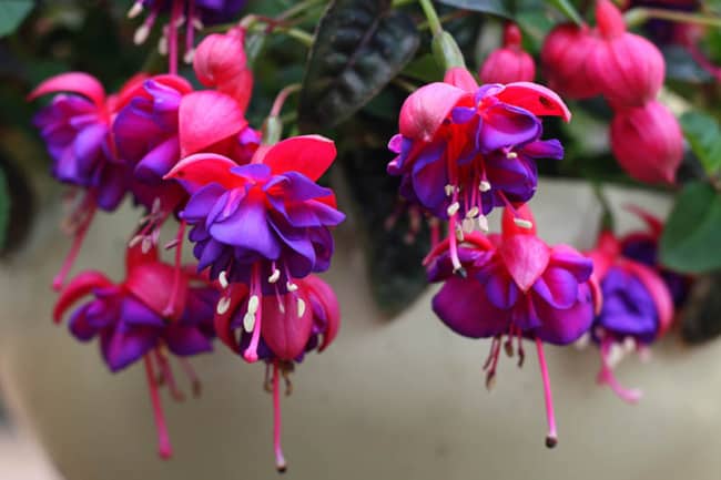15 flores de brinco de princesa Gardeners Path