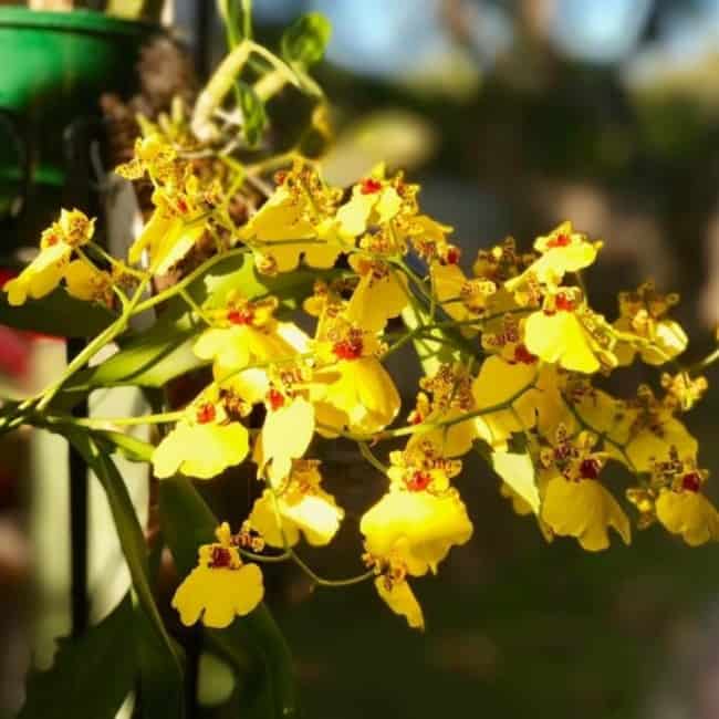 15 orquidea de flores amarelas GardenTags