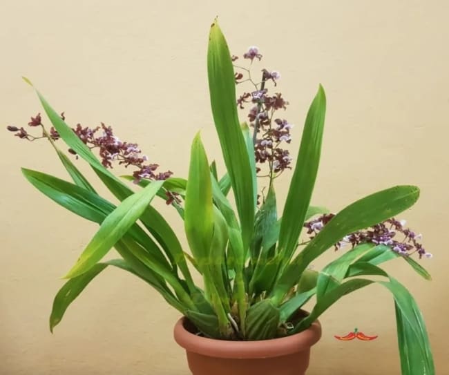 15 vaso de orquidea com flores Blog GialloZafferano